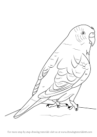 Learn How To Draw A Budgie Aka Budgerigar Birds Step By Step Drawing Tutorials Easy guide 'how to draw' from artistro! to draw a budgie aka budgerigar