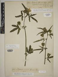 Image result for Abutilon englerianum