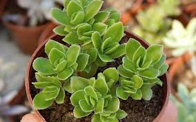 Image result for Crassula globularioides