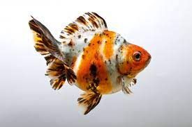 How To Breed Fantail Goldfish Practical Fishkeeping