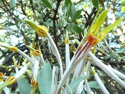 Image result for Agelanthus