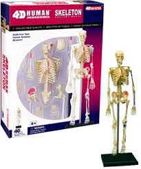 We did not find results for: Anatomie Puzzle Skelett