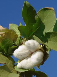 Image result for Gossypium