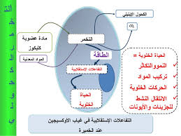 (biochemistry) initialism of adenosine triphosphate. Atp