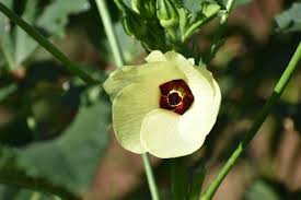 Image result for Abelmoschus esculentus