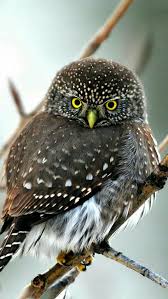 Birds Kus Guzel Kuslar Hayvanlar Owl