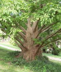 Dawn Redwood Tree Metasequoia Glyptostroboides Living Fossil Alte Baume Baum Garten Pflanzen