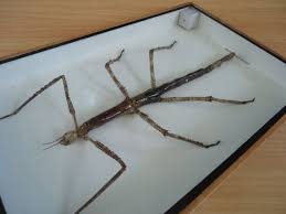 Mounted Walking Stick Bug Female Insect Taxidermy Boxed Framed Weird Stuff Wood Box C1 Stick Bug Walking Stick Bug Wooden Shadow Box