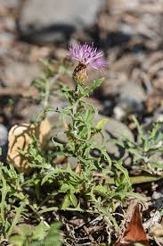 Image result for Centaurea praecox