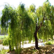 Image result for Maytenus undata