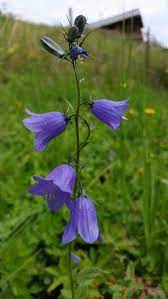 Campanule Bellflower In The Swiss Alps Folk Art Flowers Wild Flowers Campanula Flowers
