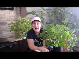Capsules Videos Humoristiques Avec Marthe Laverdiere Des Serres Li Ma Conseils D Horticulture Soins Des Vegetaux Amenagement Paysager Etc In 2020 Serres