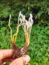 Image result for Isaria sp.