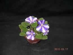 African violet 'pixie runaround sport' is a chimera miniature trailer that will form multiple rosettes and sprawl. éžæ´²ç´«ç¾…è˜­ African Violet Pixie Runaround Sport Jpg å ¤ç·£èŠ±èªžé™¶çš„ç›¸ç°¿ ç—žå®¢é‚¦