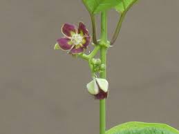 Image result for Mondia ecornuta