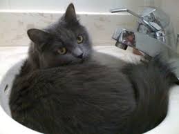Chantilly cat chantilly tiffany big cats cute cats pretty cats pretty kitty cat info kinds of cats kittens. Chantilly Tiffany Cat Info Personality Kittens Diet Pictures Cat Breed Selector
