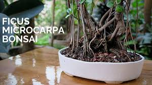 El ficus microcarpa it has a rounded crown shape with roots that take on totally curved shapes that attract a lot of attention. Ficus Microcarpa Bonsai Light Pruning And Repotting Youtube