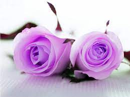 Cute wallpapers laptop full screen wallpaper. Cute Wallpapers For Laptop Full Screen Cute Images Hd Rose 1024x768 Wallpaper Teahub Io
