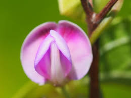 Image result for Dolichos sericeus