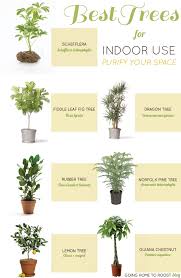 Concrete Jungle Top Air Filter Plants