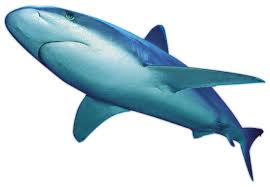 Shark Png By Lg Design On Deviantart To view the full png size resolution. shark png by lg design on deviantart