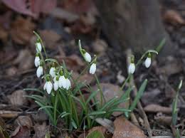 Schneeglöckchen und winterlinge sind die ersten zwiebelpflanzen, die ihre blüten zeigen. Wilder Garten Im Februar Heute Macht Der Himmel Blau