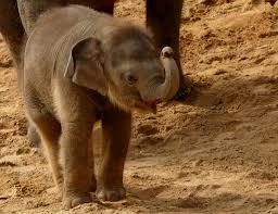 We did not find results for: Wallpaper Babyelephant Babyelefant Erlebniszoohannover Deutschland Germany Zoo Elefant Elephant Asiatischerelefant Asianelephant Baby Elephasmaximus Specanimal 2048x1582 964113 Hd Wallpapers Wallhere