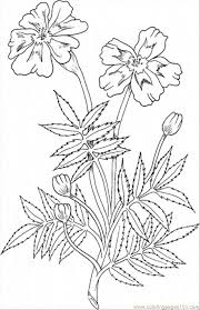 Butterflies rank pretty low on the food chain, with lots of hungry predators happy to make a meal of them. Marigold Coloring Page Bmo Show