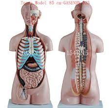 Want to learn more about it? Visceral Anatomy Male Female Anatomical Trunk Anatomy Model Chest Abdomen Organ Structure Medicine Torso Model 85 Cm Gasenhn 033 Anatomy Male Torso Modelanatomy Model Aliexpress