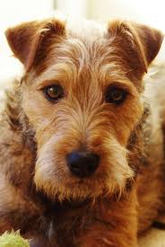 Pin By Alan Headland On Dogs Patterdale Terrier Happy Dogs Dogs