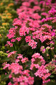 Flowering Kalanchoe Kalanchoe Flowers Flowers Long Lasting Flower