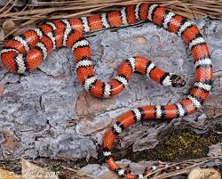 California Mountain Kingsnake Bird Life List Live Animals California Mountains
