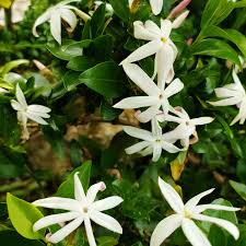 Image result for Jasminum multipartitum