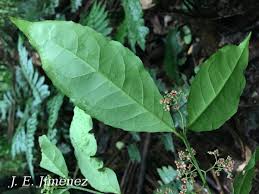 Image result for Crossopetalum