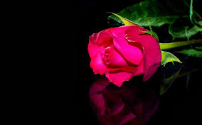 60+] Red Rose With Black Background on WallpaperSafari