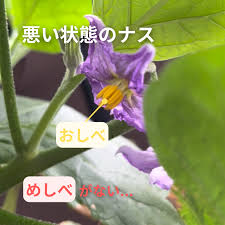 ズボラ女のひとやすみ菜園