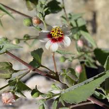 Image result for Abutilon austro-africanum