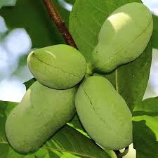 Asiminier Sunflower Pawpaw Sunflower Asimie Du Canada Fruits Fruit Arbre Fruitier