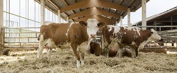 Bildergebnis für rinder landwirtschaft