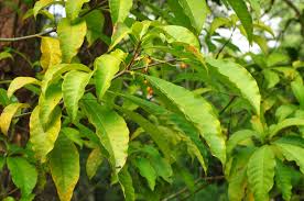 Image result for Rauvolfia vomitoria