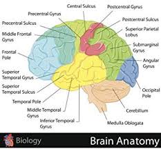Amazon Com Human Brain Anatomy Regions Labeled Educational