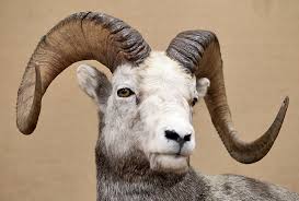 Taxidermists prowling G.I. for convention