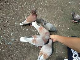 Dilansir dari situs wikipedia, merpati atau burun dara ini termasuk dalam famili. Makanan Burung Merpati Balap Tinggi Kolong Terbaik Dunia Hobi