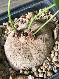 Image result for Telosma africana