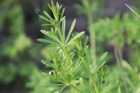 Image result for Pavetta stenosepala