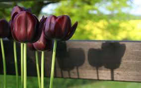 Check spelling or type a new query. Black Tulip Wallpapers Top Free Black Tulip Backgrounds Wallpaperaccess