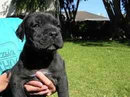 Our boerboel puppies come with: Black Boerboel Puppies For Sale Port Elizabeth Dogs Puppies Public Ads 73054