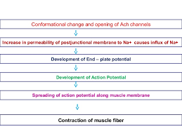 Neuromuscular Transmission