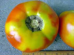 Seeding and coring the tomato is better when you want to avoid absorbing the moisture of the tomato into a dish. Stupid Tomato Tricks Why Isn T My Fruit Cute Msu Extension