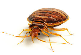 It kills bed bugs and other insects (including roaches) so well. Bed Bugs J T Eaton